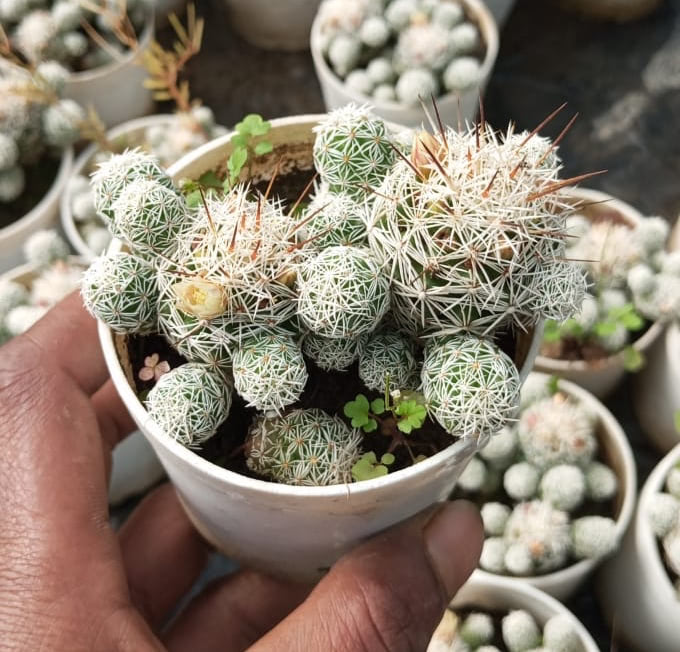 Mammillaria Gracilis “Thimble Cactus”