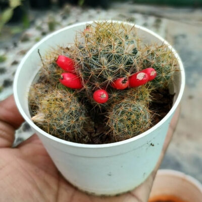 Mammillaria prolifera (Mill.) Haw.(Variety 1) “Little candles”