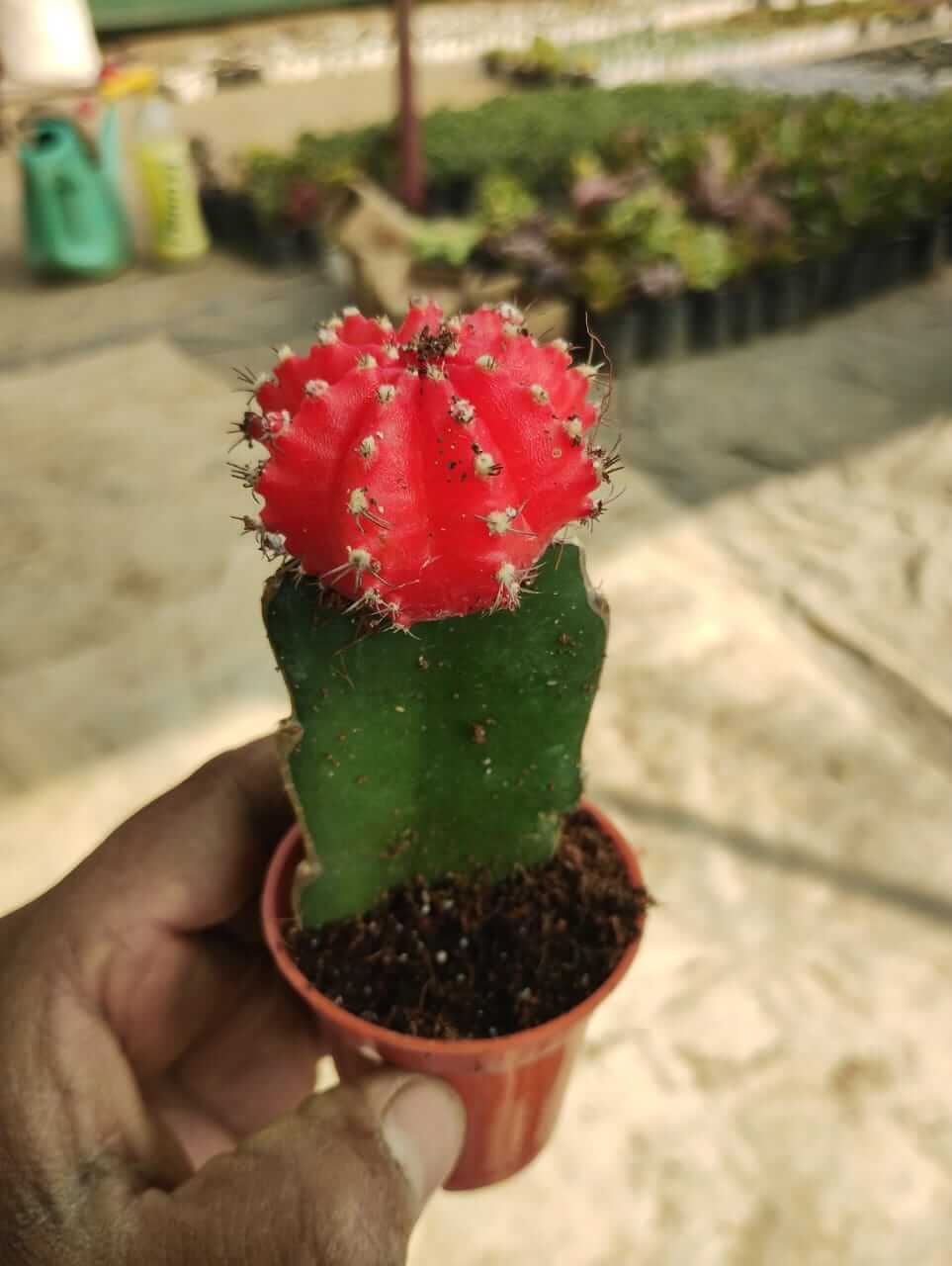 Moon Cactus (Red)