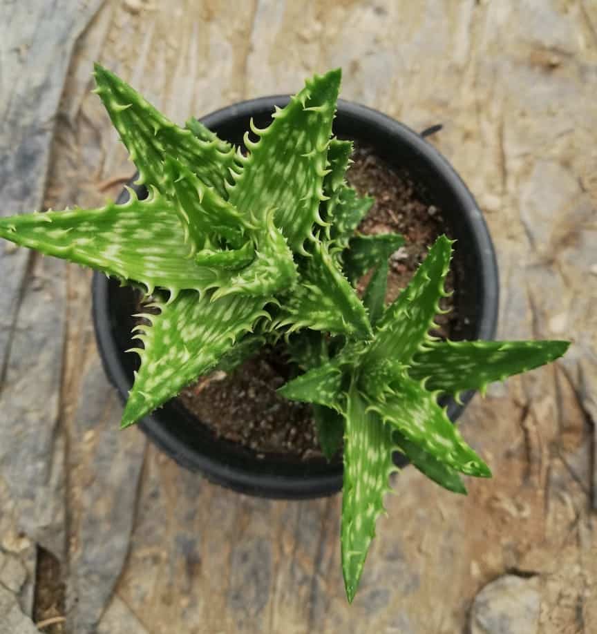 Aloe Juvenna “Tiger Tooth Aloe” Succulent Plant