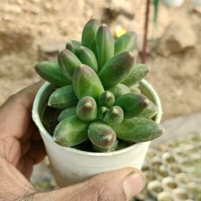 Pachyphytum Compactum Rose “Little Jewel”