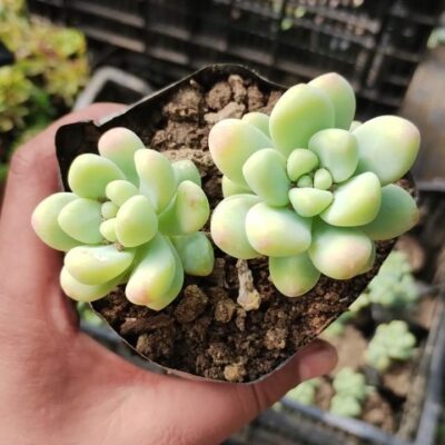 Sedum Clavatum “Peas in a Pod” Succulent Plant