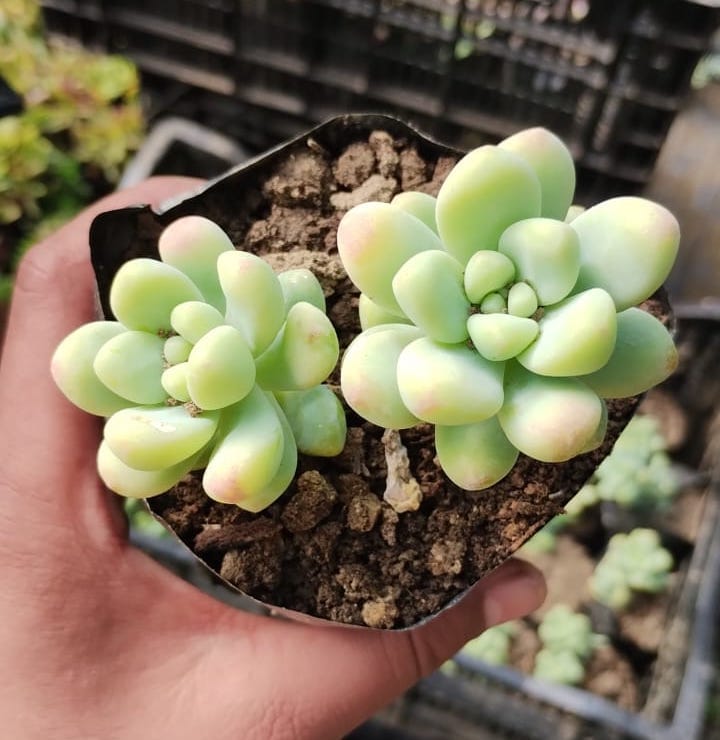 Sedum Clavatum “Peas in a Pod” Succulent Plant