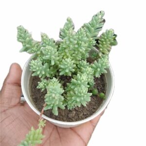 Sedum Hispanicum (Spanish Stonecrop) Succulent Plant