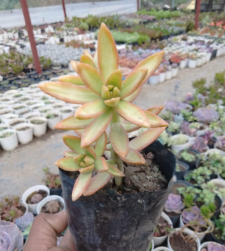 Sedum Nussbaumerianum Bitter "Orange Delight"