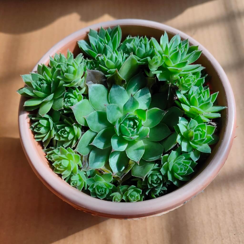 Sempervivum-Green-Wheel-Succulent-Plant-1.jpg