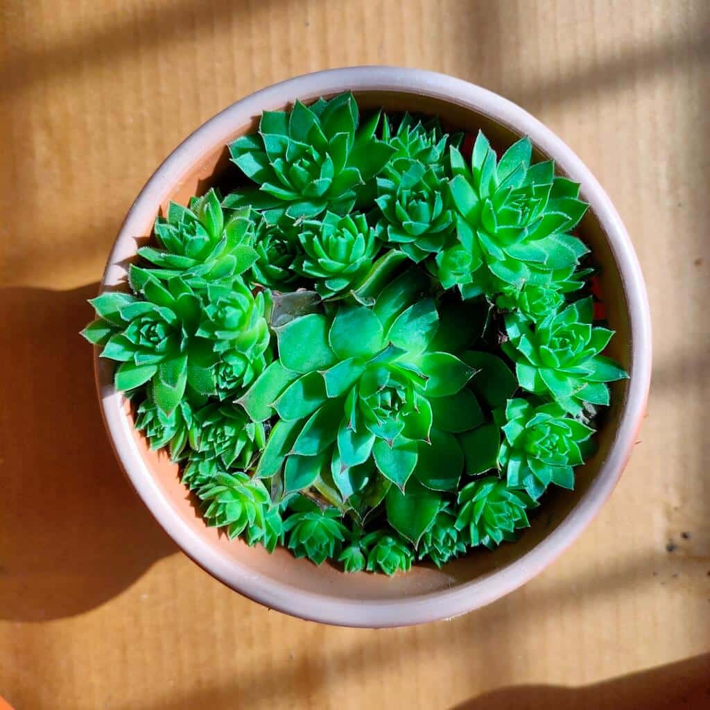Sempervivum-Green-Wheel-Succulent-Plant-2.jpg