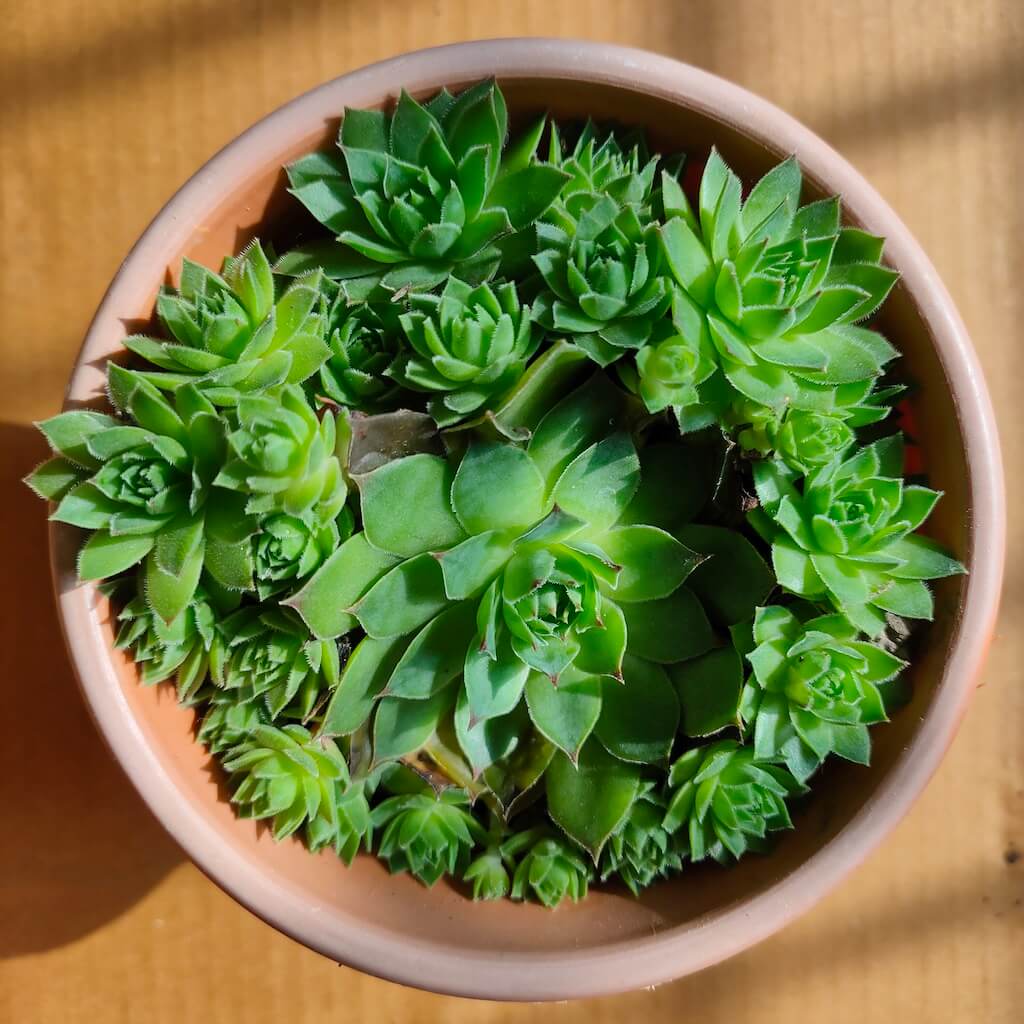 Sempervivum-Green-Wheel-Succulent-Plant.jpg