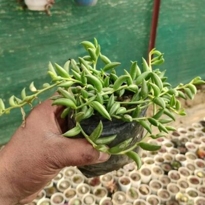 Senecio Herreianus Dinter "String of Bananas"