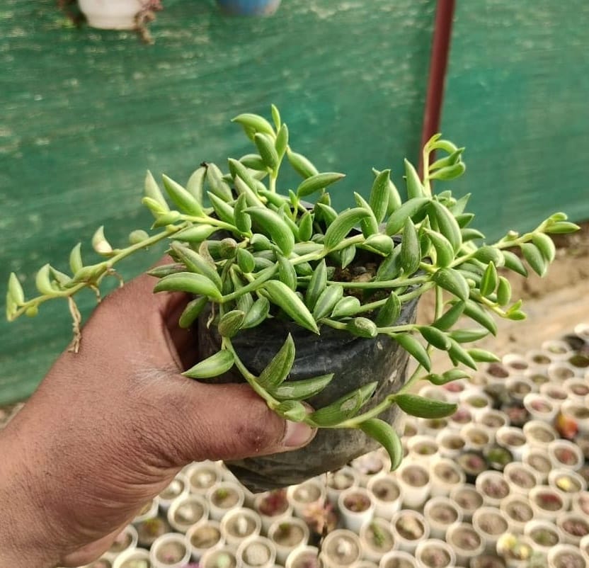 Senecio Herreianus Dinter "String of Bananas"