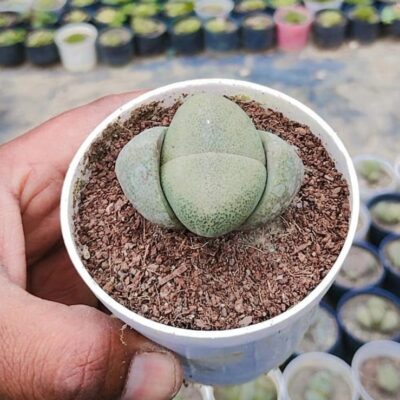 Split Rock Pleiospilos Nelii Succulent Plant