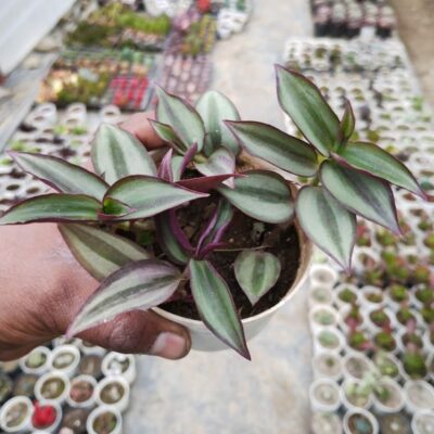 Tradescantia Zebrina Bosse "Wandering Jew"
