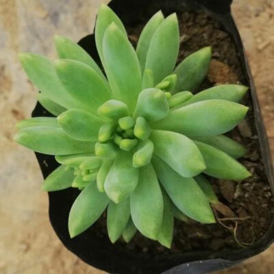 Graptopetalum Macdougallii Alexander Succulent Plant