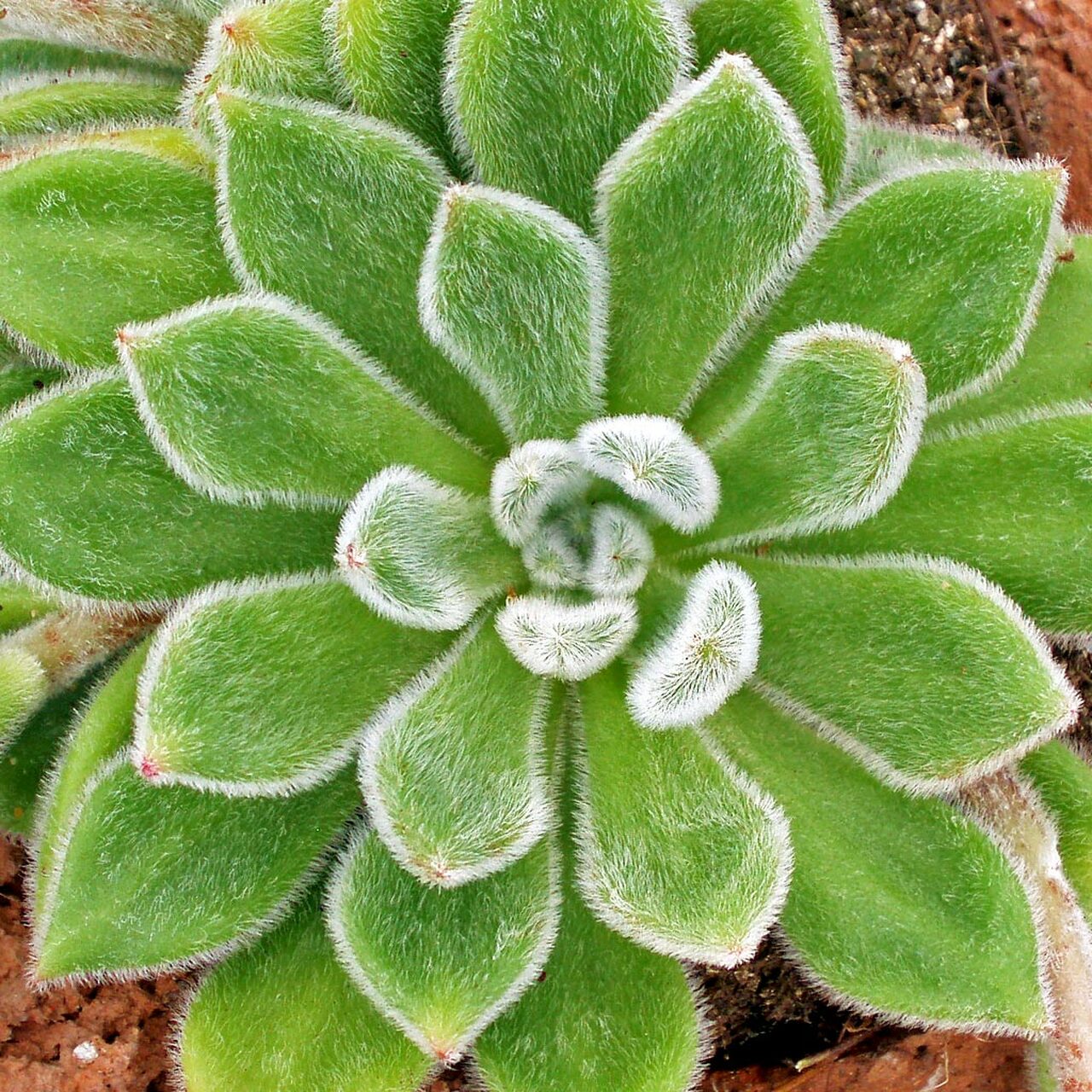 Echeveria ‘Doris Taylor’ – Woolly Rose