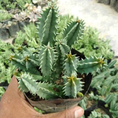 Zebrina Hernia Cactus