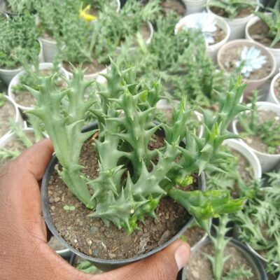 Orbea Semota Plant
