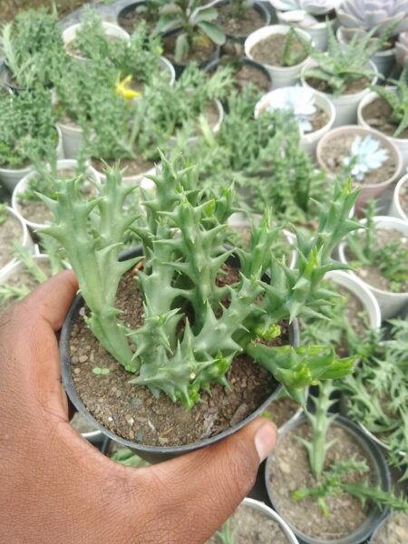 Orbea Semota Plant