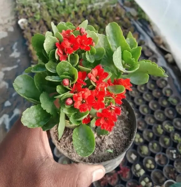 Kalanchoe 'Pinnata' Succulent Plant - Bhimtal Nursery