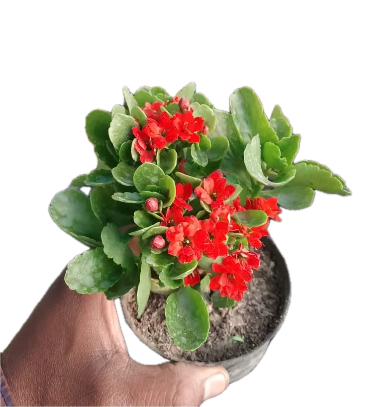 Kalanchoe ‘Pinnata’ Succulent Plant
