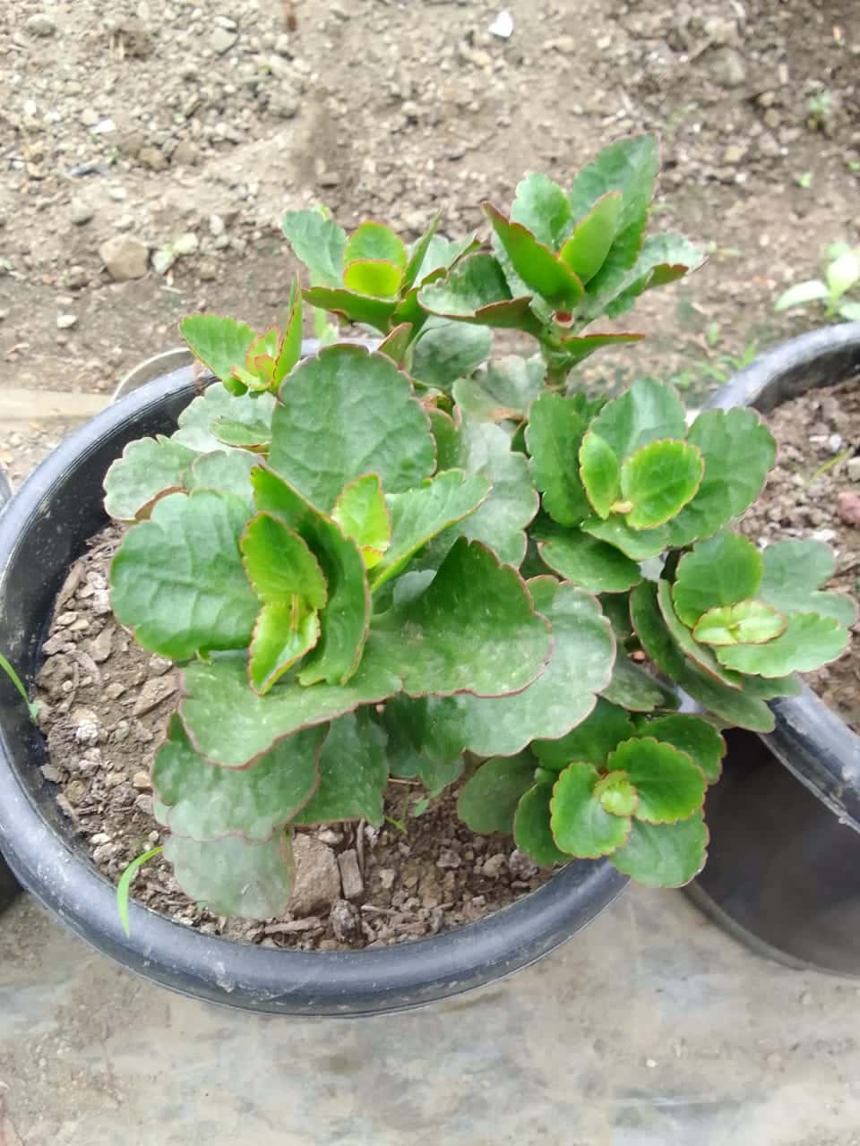 Kalanchoe 'Pinnata' Succulent Plant