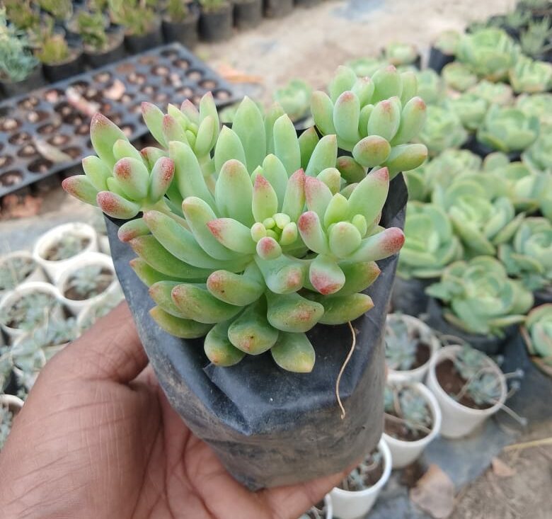 Sedeveria Blue Burrito Succulent Plant