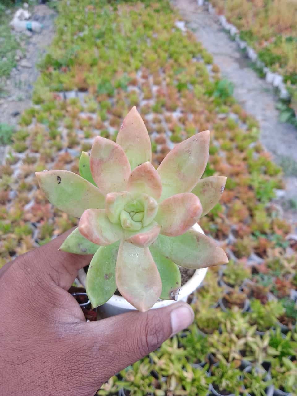 plant 9