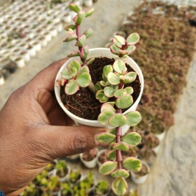 Jade Plant (Variegated) Succulent Plant