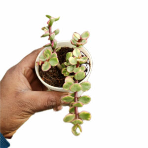 Jade Plant (Variegated) Succulent Plant