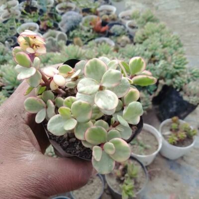 Jade Plant (Variegated) Succulent Plant - Bhimtal Nursery