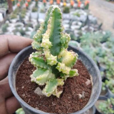 Acanthocereus Tetragonus Variegata Cactus