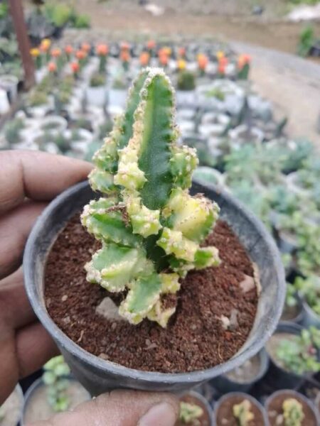 Acanthocereus Tetragonus Variagata Cactus