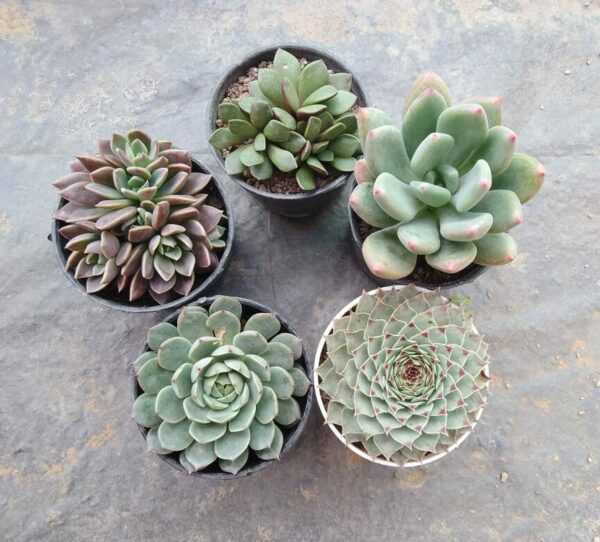 5 Plants Combo with Free Shipping