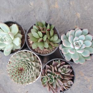 5 Plants Combo with Free Shipping