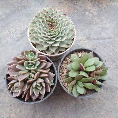 3 Plants Combo with Free Shipping