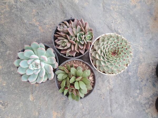 4 Plants Combo with Free Shipping