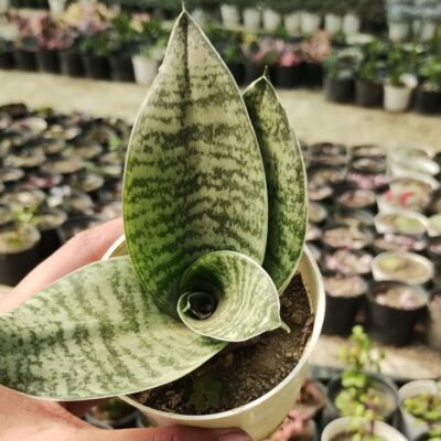 Dwarf Snake Plant (Sansevieria trifasciata 'Hahnii')