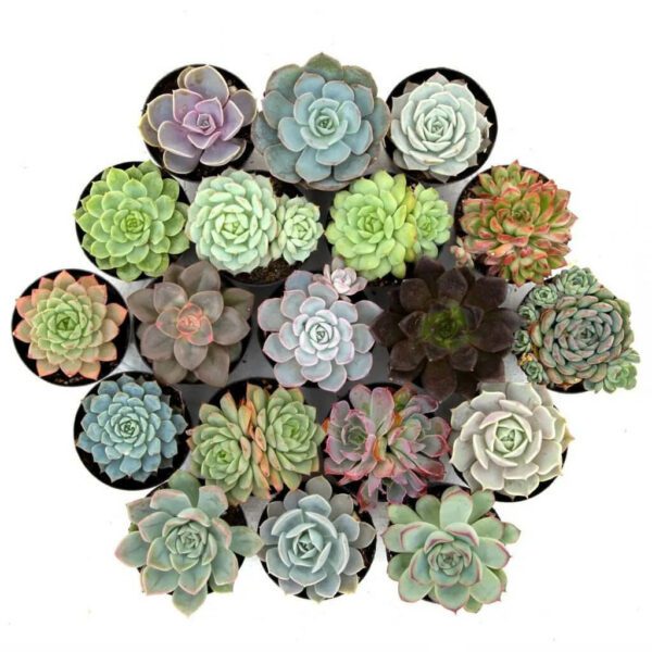 Succulent Plant and Cactus Online Buy Online from Bhimtal Nursery