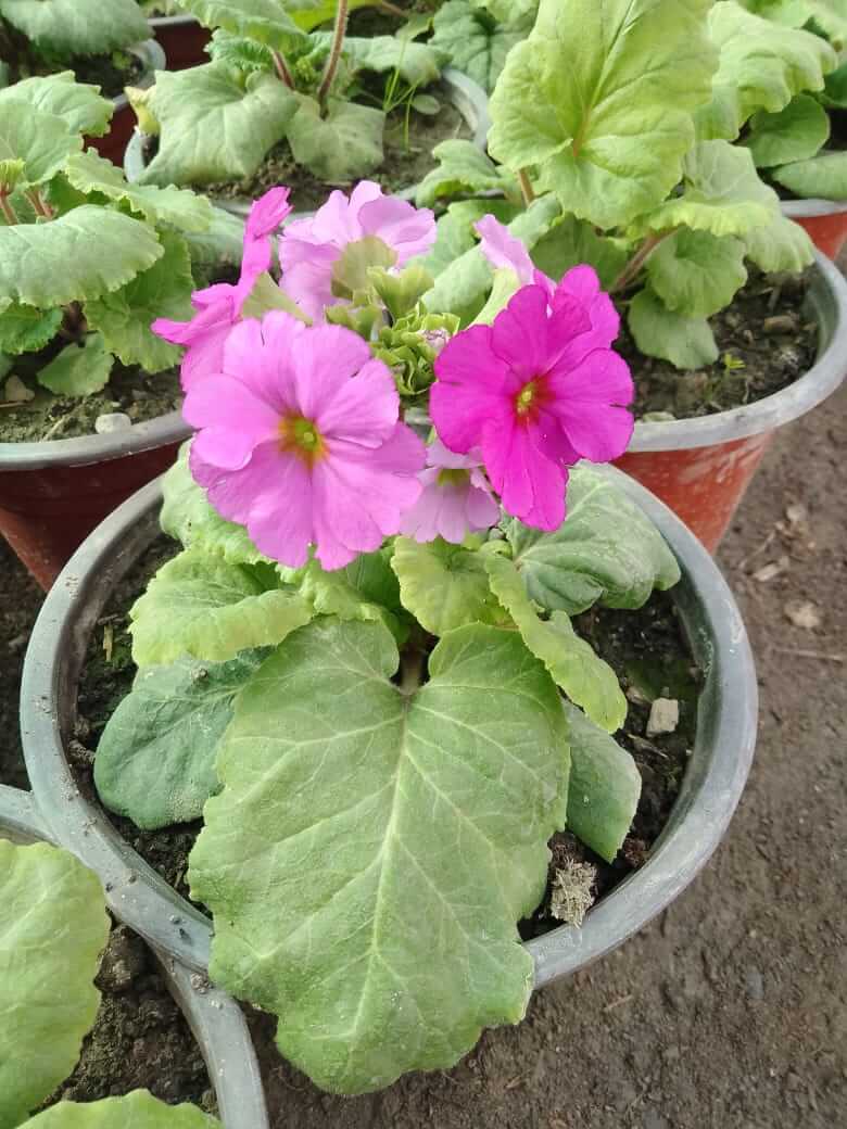 Primula obconica Pink Flower