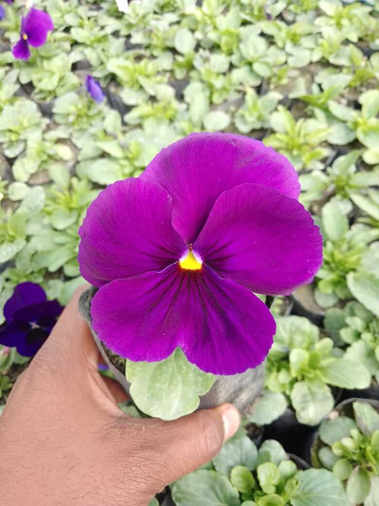 Pansy Viola Majestic Giant Purple Flower Plant