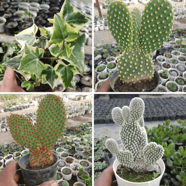 4 Plants Combo with Free Shipping (1 Succulent & 3 Cactus)