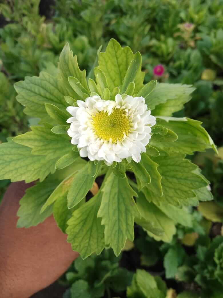 White Gold Flower Plant