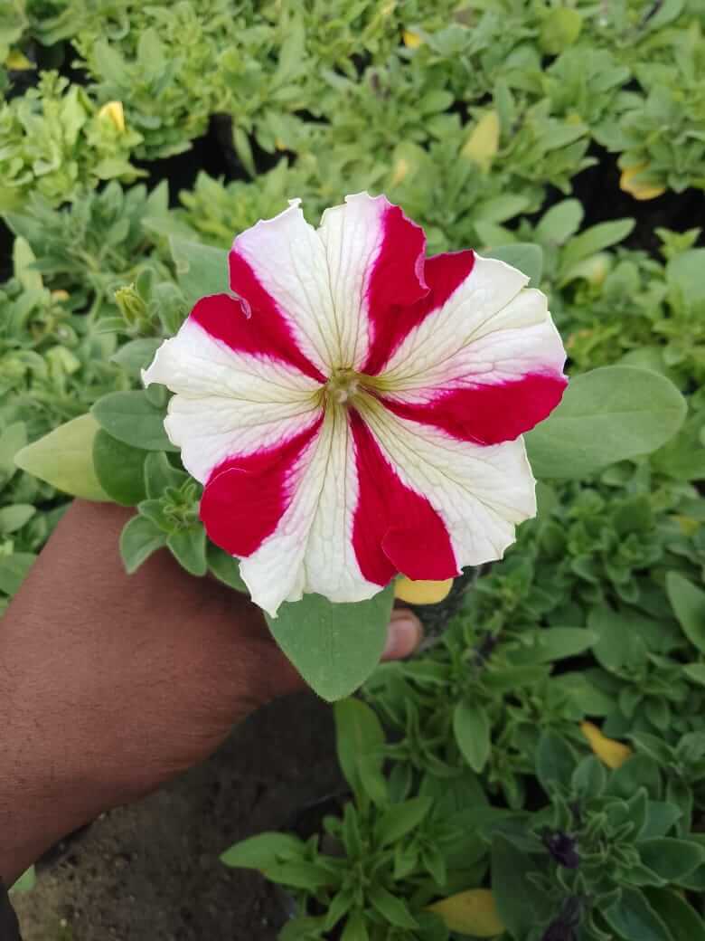Red & White Flower Plant (Rose Star Flower Plant)