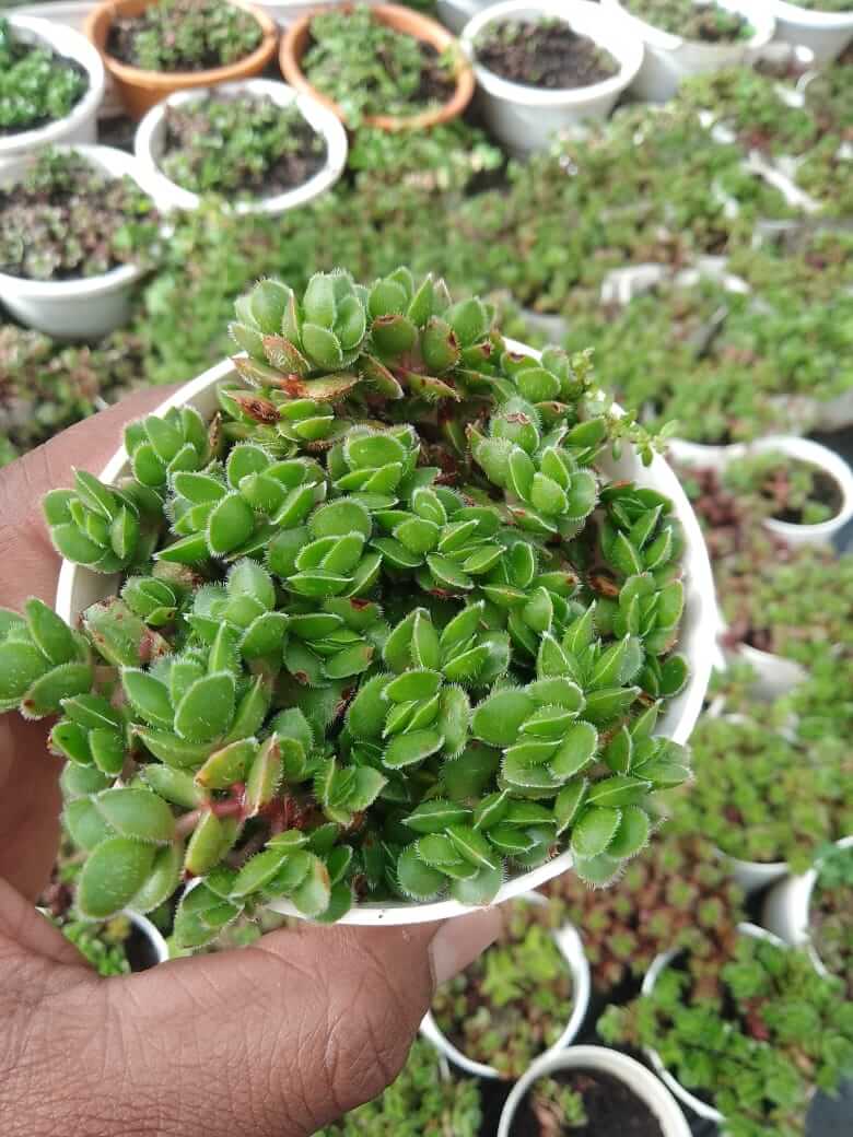 Crassula lunuginosa v pachystemon David Succulent Plant