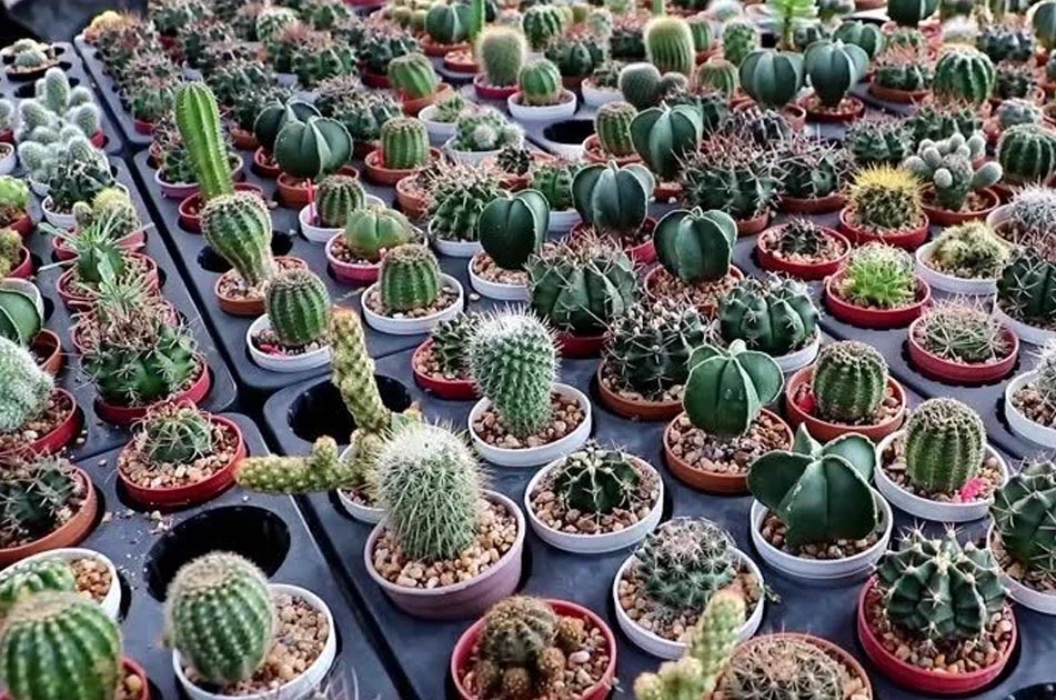 Buy Cactus Plants Online