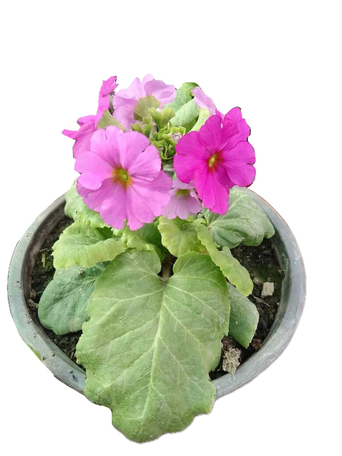 Primula Obconica Pink Flower