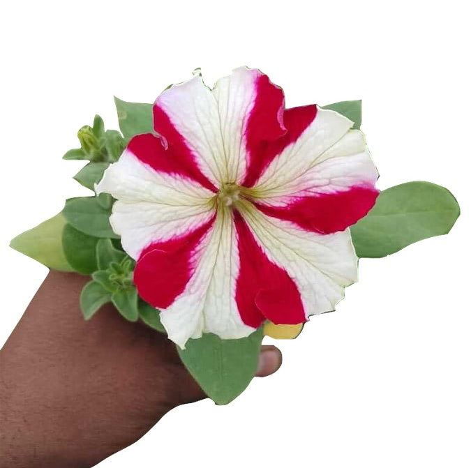Red & White Flower Plant (Rose Star Flower Plant)