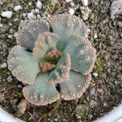 Titanopsis Calcarea Succulent Plant