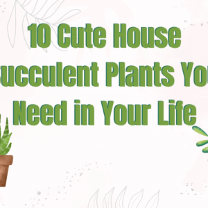 10 Cute House Succulent Plants You Need in Your Life