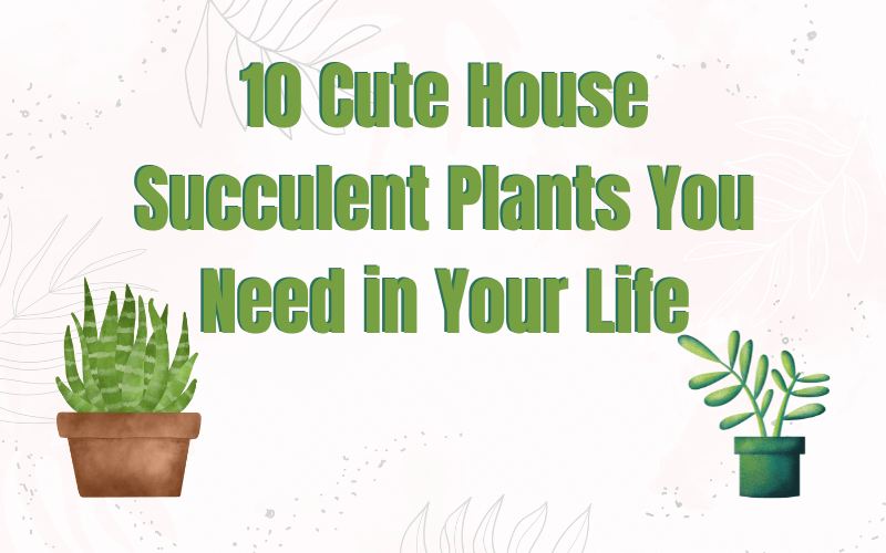 10 Cute House Succulent Plants You Need in Your Life