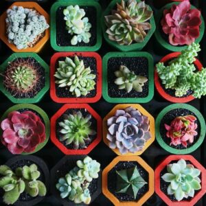 6 Benefits Of Succulents In Home